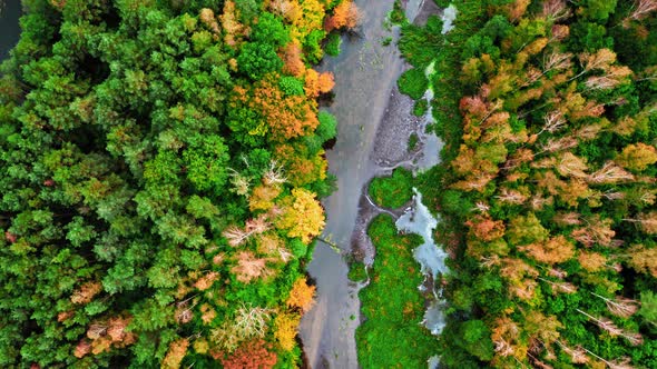 Top down view of forest and river in autumn, Poland