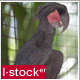 Parrot In Zoo 5 - VideoHive Item for Sale