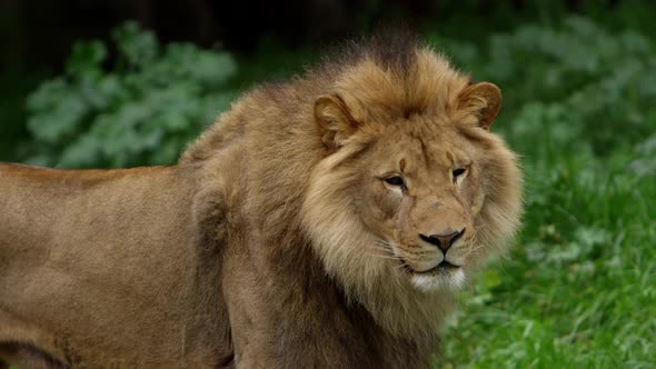 male lion majestic beauty in the wild.