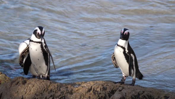 Penguin waddle preening their feathers on a rock