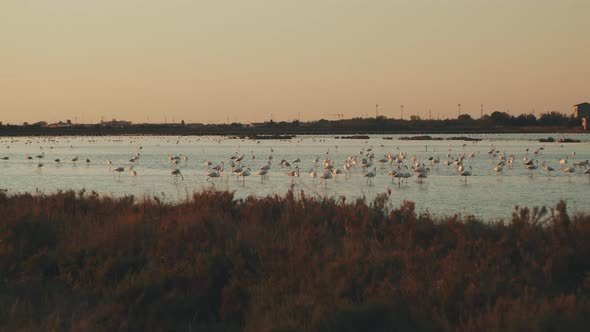 Lots of wild Flamingos resting over a beautiful Lake during Sunset