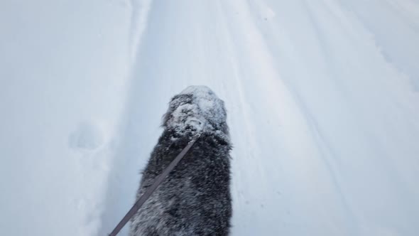 Man Walking His Dog in Snowy Winter Village