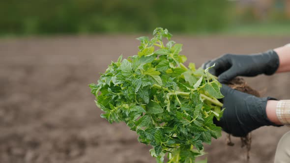 Farmer's Hands Hold a Bunch of Tomato Seedlings Above the Ground