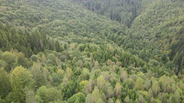 Trees in the Mountains Slow Motion. Aerial View of the Carpathian Mountains in Autumn. Ukraine