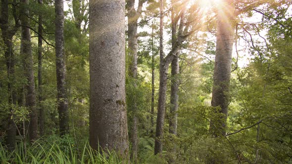 Sun Shinning in Green Primeval Forest with Kaori Tree in Sunny Summer Nature Park