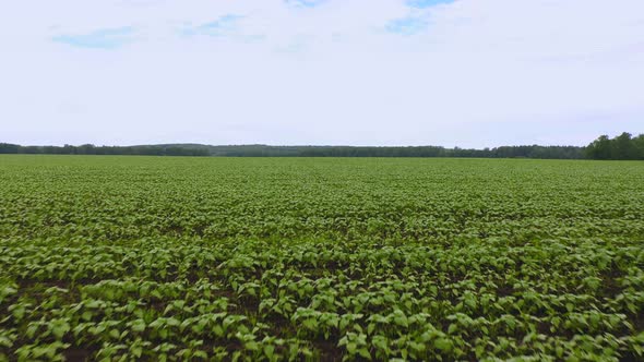 Aerial Movement Over Even Young Rows of Sunflowers