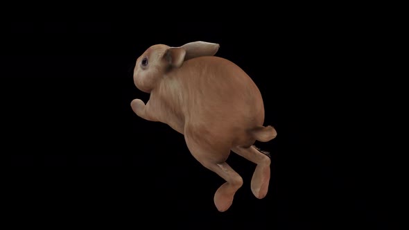 Brown Rabbit Jump View From Top Angle Back