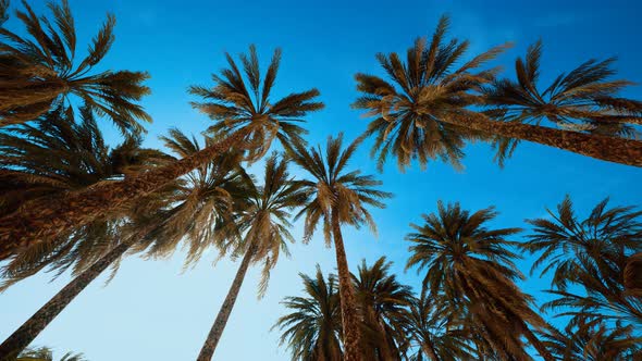 Palm Trees at Sunset Light and Sky alt