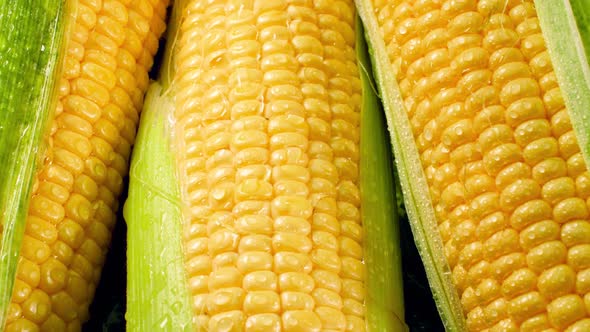 Closeup Video of Corn Cobs in Leaves Covered with Water Drops. Concept of Healthy Nutrition and