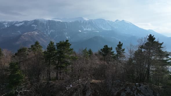 Flying over the spring forest