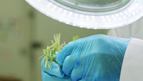 Quality control inspection of rosemary plant leaves under a magnifying glass