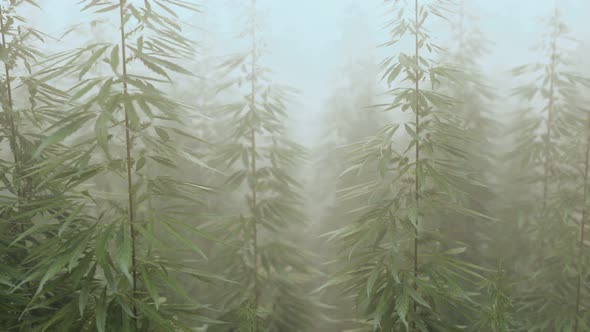 Plantation of Cannabis in Deep Fog