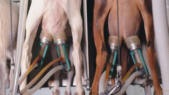 Automatic Machine Milking of Goats on the Farm. Goat Milking Close Up, Using Automated Systems