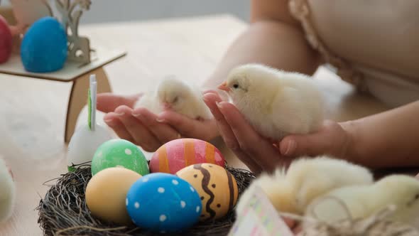 Hands of Woman Holding Chicks in Hands at Easter