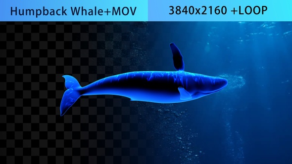 Whale 