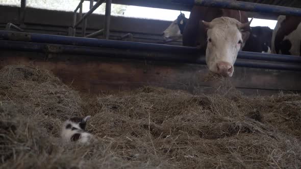Footage of a Kitten Resting in a Mound of Hay, Next to a Herd of Cows