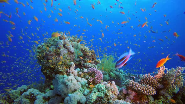 Colorful Tropical Coral Reefs