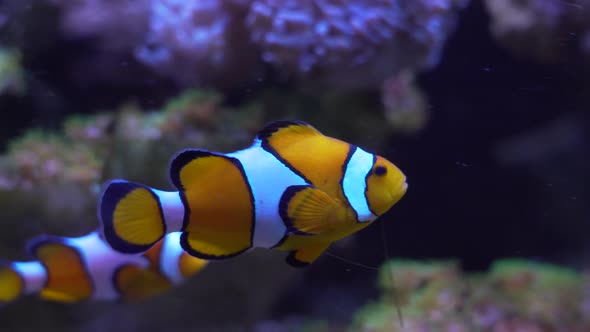 Clownfish  swimming in fluorescent anemone slowly moving its tentacles.