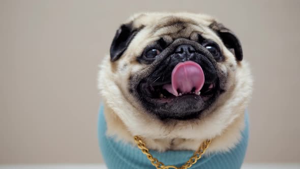 Portrait of a Stylish and Fashionable Pug Dog in a Blue Sweater and with a Gold Chain