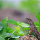 Lizard In Rainy Morning - VideoHive Item for Sale