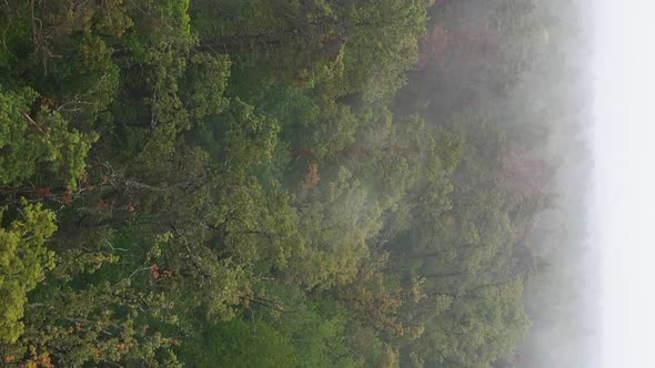 Vertical Video Fog in the Forest Aerial View