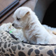 Chihuahua - Poodle Mix Puppy Plays with Mom - VideoHive Item for Sale