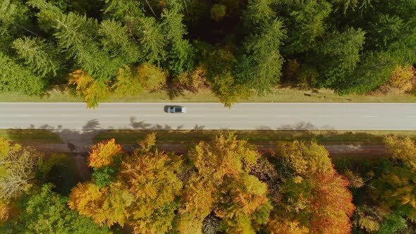 Aerial autumn street view -  top shot drone footage zooming in at a straight road, leading through a