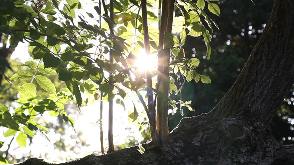 Sliding Forest 01 alt