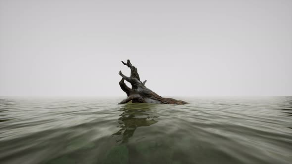 Dead Tree Branches in the Water with Fog