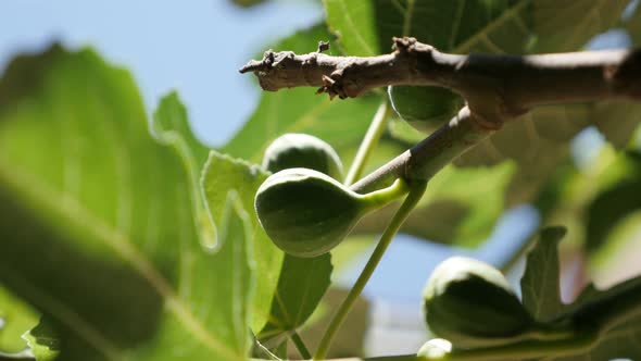 Branches with young green common fig    4K 3840X2160 30fps UHD footage - Organic Ficus carica  fruit