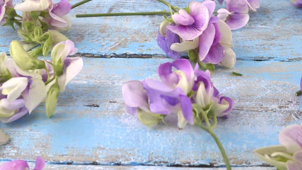 Colorful summer garden flowers: lilac sweet pea on the vintage wooden light blue background.