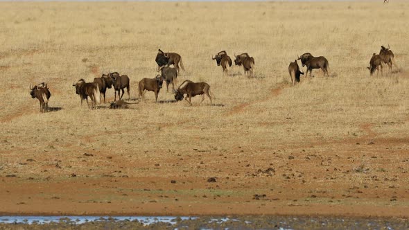 Black Wildebeest Herd In Grassland