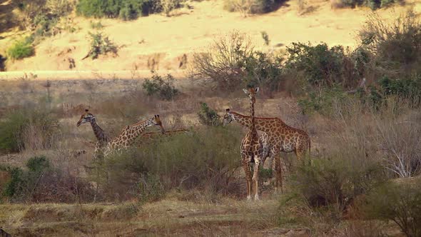 Giraffe in Kruger National park, South Africa