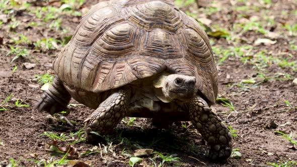 Endangered Turtle crawling slowly, close-up shot.