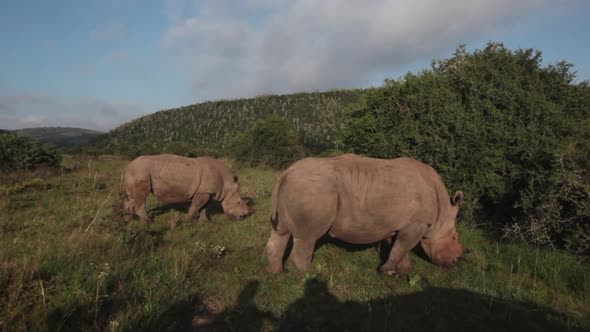 De-horned white rhino, Ceratotherium simum slowly grazes around a game viewer vehicle at Kariega pri