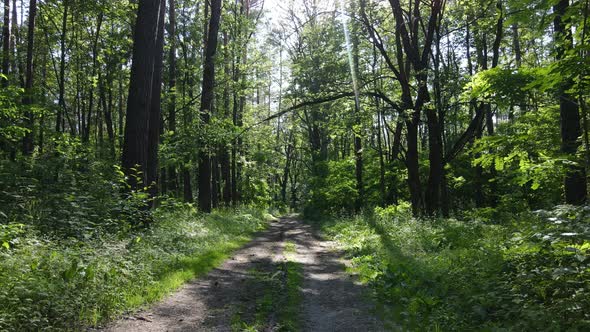 Beautiful Green Forest on a Summer Day Slow Motion