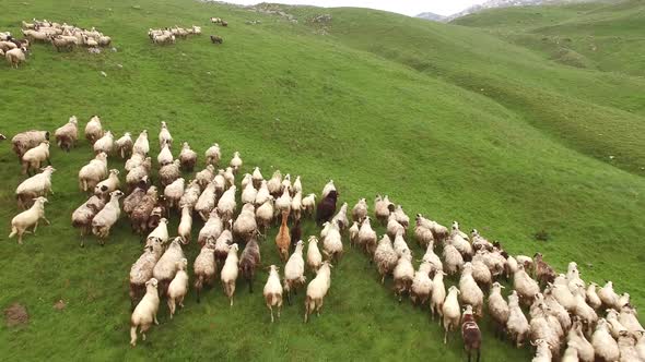 Flock of Sheep Flees From a Drone in the Mountains of Northern Montenegro