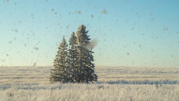 Winter Landscape in a Field with Three Snowcovered Fir Trees Beautiful Snowfall Sunny Weather