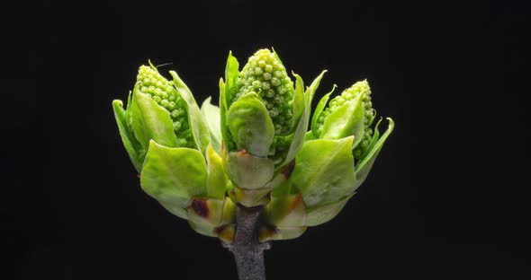 Green tender sprouts of lilac grow and increase in size. Time lapse video on a black background