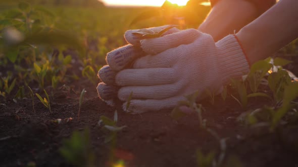 Farmer Hand Holding Leaf of Cultivated Plant. Hands Holding Pile of Arable Soil. Agriculture