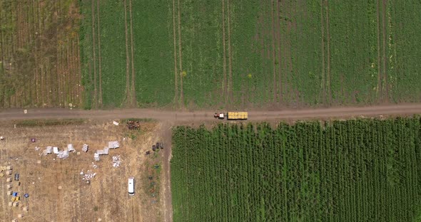 Tractor transporting pallets of Melons across a field.