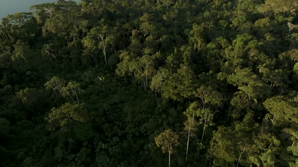 Aerial shot of Amazon Tropical rainforest during morning time. Large and Beautiful Amazon Rainforest