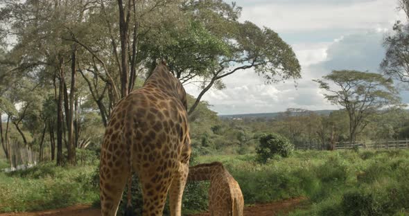 This video is about Giraffes in Kenya Giraffe Center in Nairobi, Kenya. This video was filmed in 4k