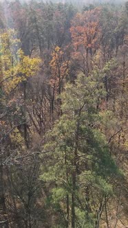 Vertical Video Forest in Autumn Aerial View Slow Motion