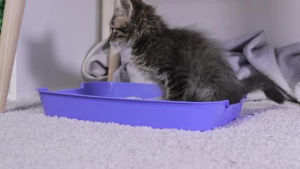 A Small Gray Kitten Urinates in a Blue Toilet Tray with White Silica Gel Litter at Home