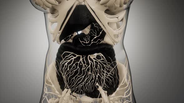 Human Digestive System Parts and Functions alt