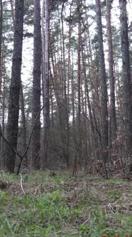 Vertical Video of the Forest Landscape Aerial View Slow Motion