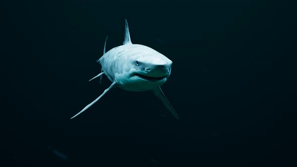 Shark swimming around on a dark sea. Wild animal in the black water. Predator.