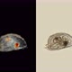 Young Ostracode Halocyprida Under the Microscope, Phylum: Arthropoda, Subclass: Myodocopa - VideoHive Item for Sale