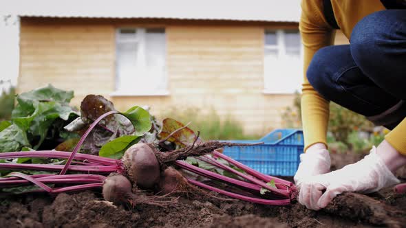 Worker on the Farm Sortes Beet Greens Leaves and Beet Root